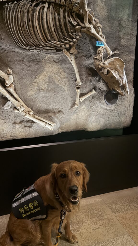 Luna sitzt vor einer Vitrine mit einem größeren Tierskelett. Der Blick von Luna ist eher dumm-fragend und die Körperhaltung ähnelt ein wenig der des Tierskeletts.