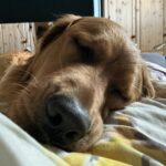 Luna liegt im Bett mit dem Kopf auf meinen Oberschenkel und schläft