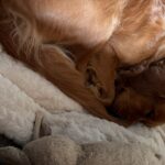 Luna liegt tief schlafend auf ihrem Bettchen
