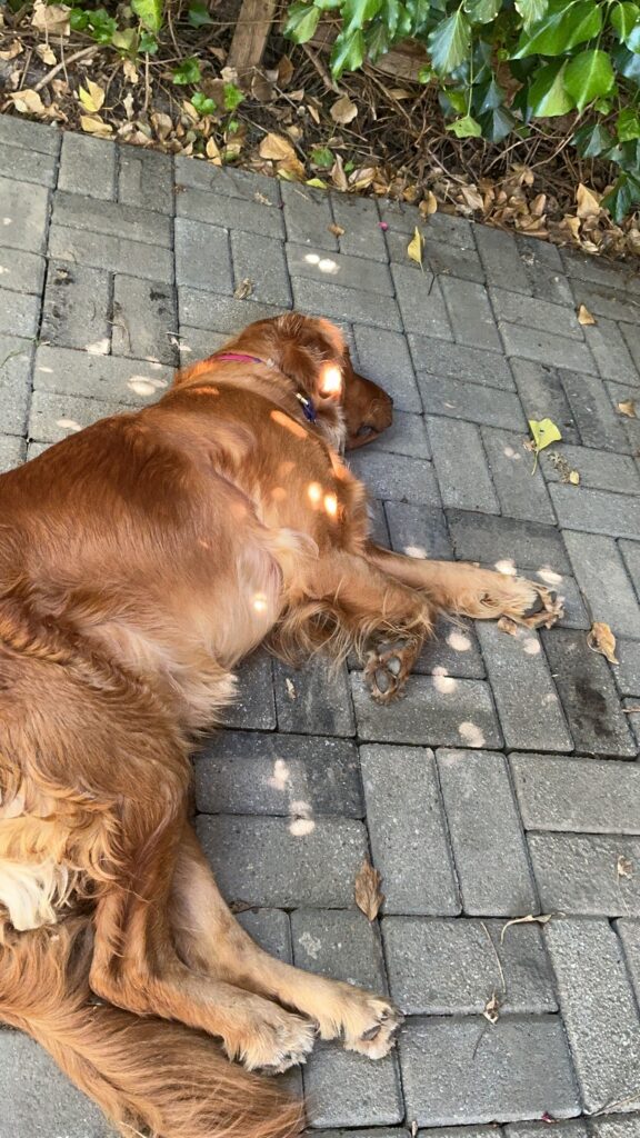 Luna liegt im Garten auf Steinen. Sie schläft entspannt auf der Seite.