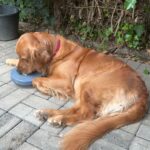Luna liegt im Garten auf den Steinen. Sie schlecht Hundeeis aus dem Boggl.