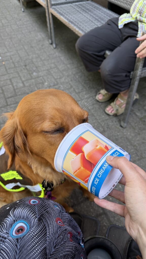 Luna leckt einen Eisbecker leer. Dieser ist so groß, dass ihre Schnauze komplett darin verschwindet, ähnlich wie in einem Maulkorb
