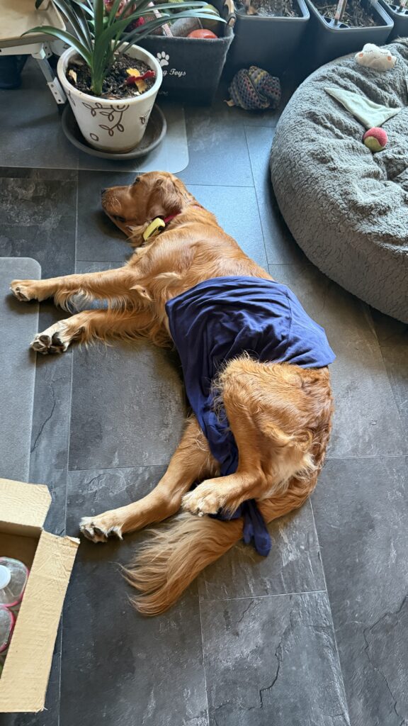 Luna liegt auf kühlem Boden. Sie hat ein nasses Shirt von mir auf dem Bauch liegen. Ihr Hinterbein ist in die Luft gestreckt.