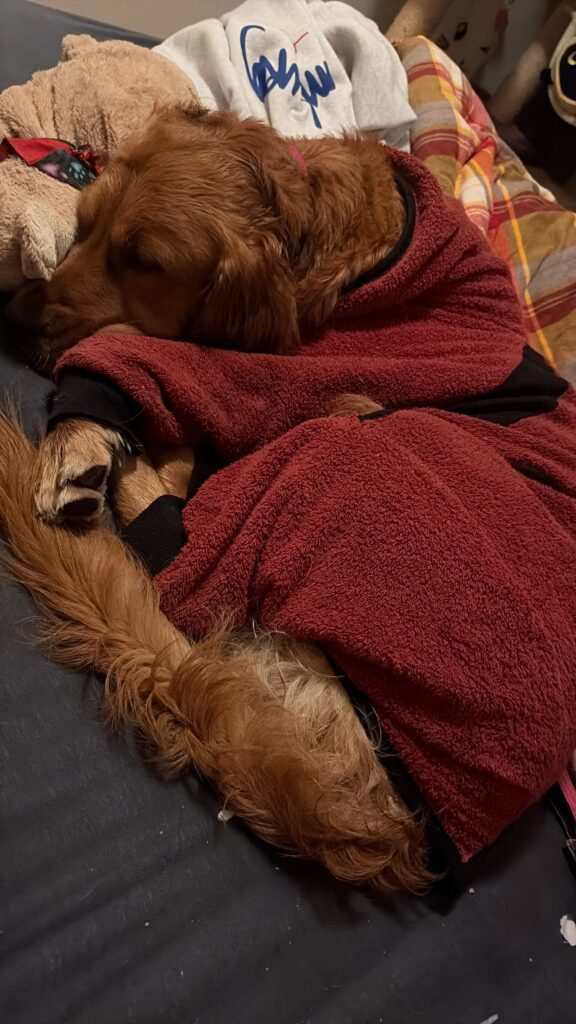 Luna liegt schlafend im Bett. Sie trägt einen Hundebademantel.