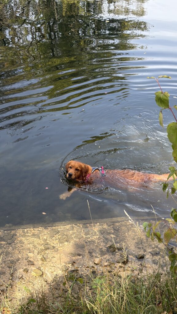 Luna schwimmt im Wertach-Kanal
in Augsburg