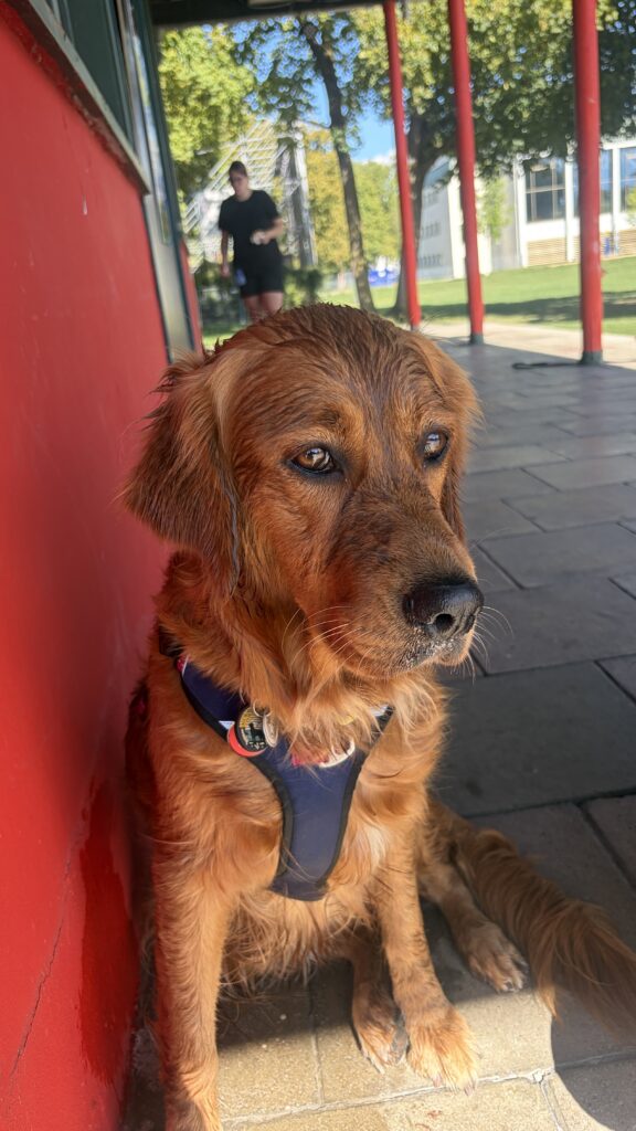 Luna sollte Pause machen. So sass sie neben mir am Rollstuhl, das Fell boch mass und schaute den anderen Hunden zu. Ihr Blick sagt etwas aus wie „nee, ich will jetzt keine Pause machen, ich will dahinten hin - zum Wasser! Jetzt!“