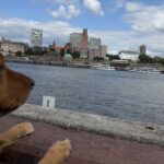 Luna steht mit den Vorderbeinen auf einem Mauervorsprung und schaut über die Elbe. Im Hintergrund sind die Landungsbrücken zu sehen.
