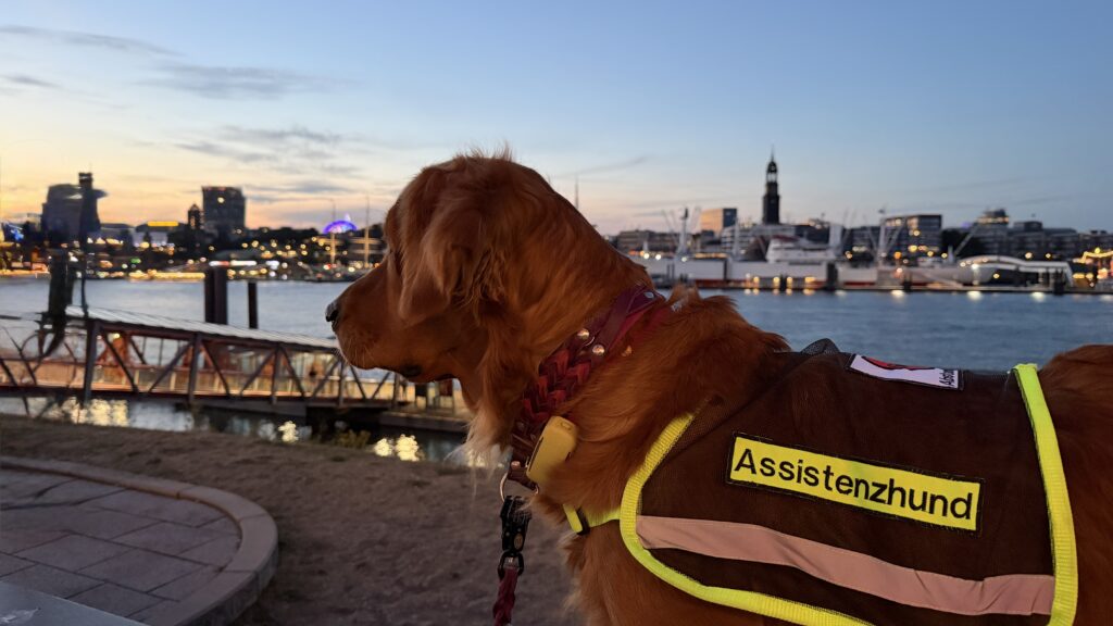 In der Pause vom Musikal waren wir eine Runde Luft schnappen. Luna steht mit der Assistenzhunde-Kenndecke vor der Elbe. Die Abenddämmerung zeugt für ein schönes Sonnenuntergangslicht.