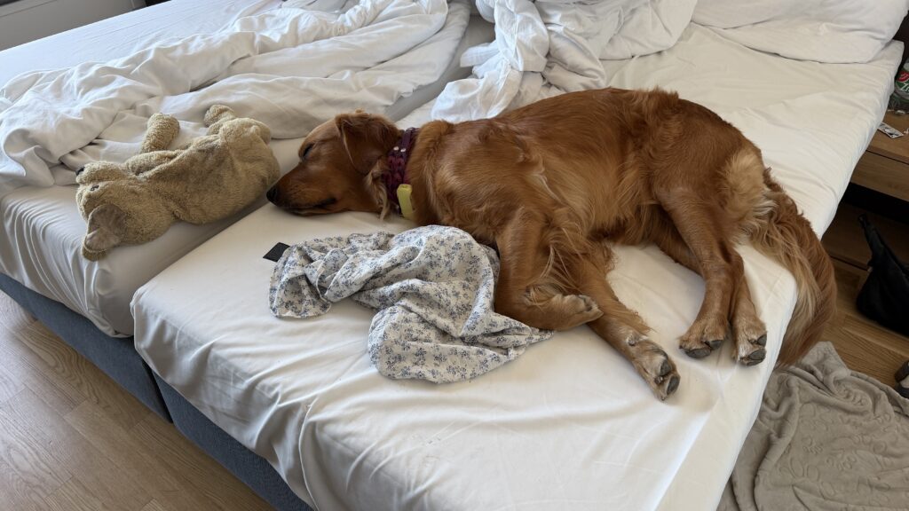 Luna liegt im Bett des Hotels ausgestreckt. Sie ist vollkommen geschafft und schläft tief und fest auf der Seite.