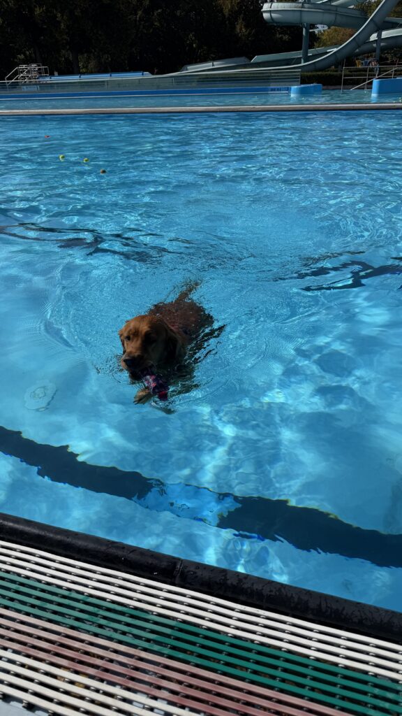 Luna schwimmt mit einem Spielzeug im Schwimmbecken