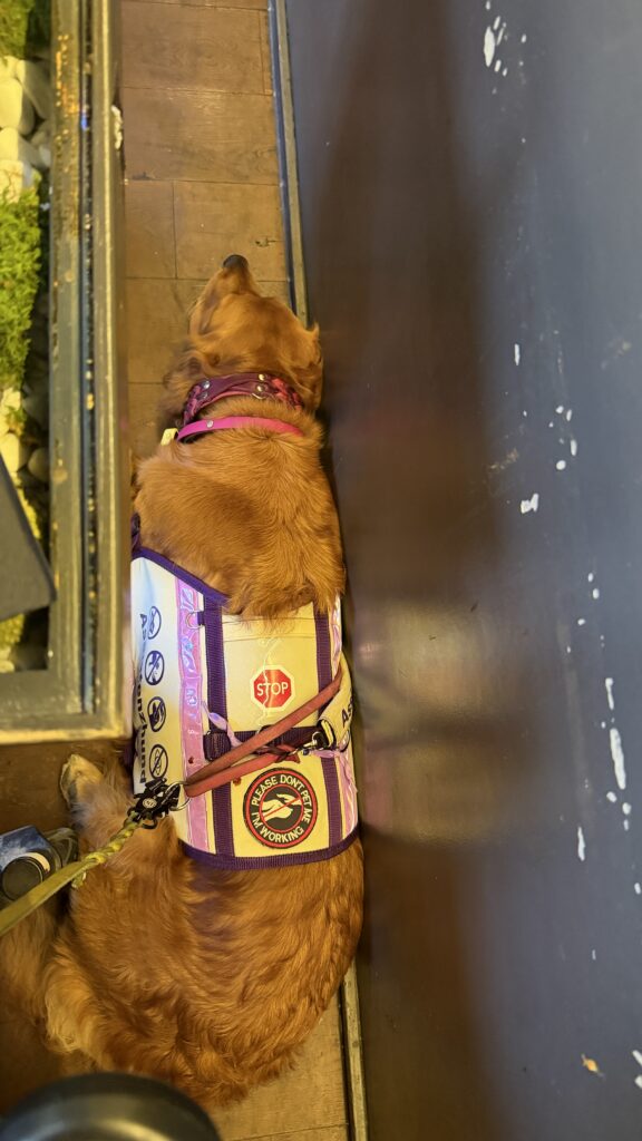 Luna liegt erschöpft neben dem Tisch im Restaurant.